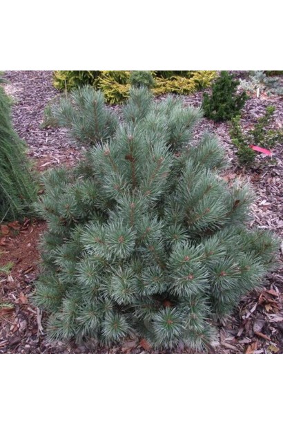Pinus sylvestris Chantry Blue